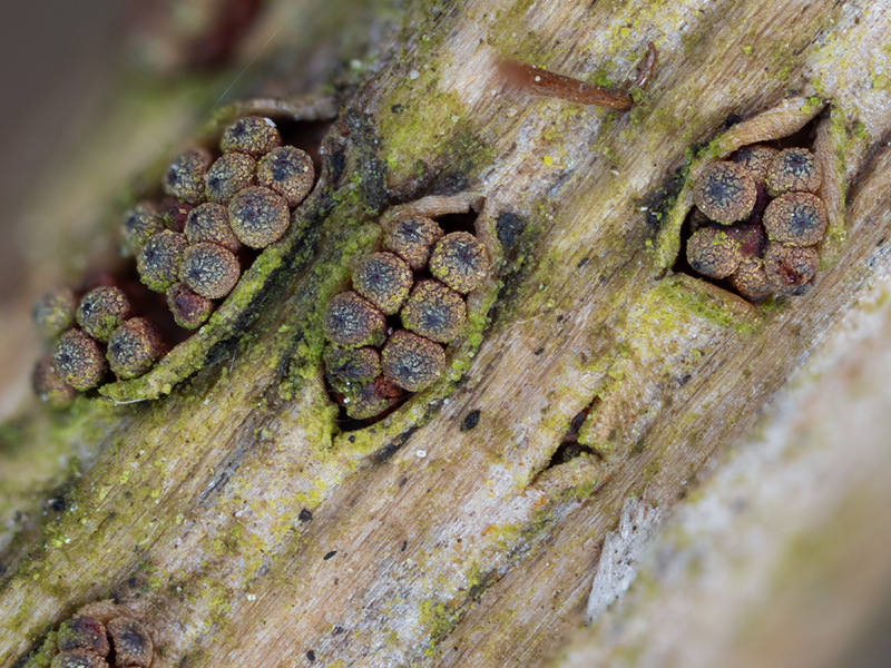 Thyronectria lamyi